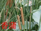 湘美版 美術(shù)四年級(jí)上冊 第5課 草叢中 課件