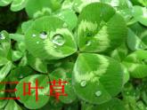湘美版 美術(shù)四年級(jí)上冊 第5課 草叢中 課件