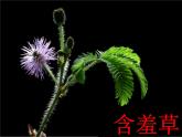 湘美版 美術(shù)四年級(jí)上冊 第5課 草叢中 課件
