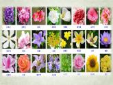 -湘美版 美術(shù)四年級(jí)上冊(cè) 第6課 花兒朵朵 課件