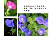 湘美版 美術四年級上冊 第6課 花兒朵朵 課件