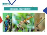 人教版 美術(shù)二年級上冊  第9課 蜻蜓飛飛 課件PPT