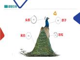 人教版 美術(shù) 二年級下冊 第7課 美麗的孔雀課件