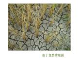 湘美版 美術(shù)六年級(jí)上冊(cè)- 第9課 生命的甘露 課件