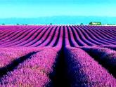 湘美版 四年級(jí)美術(shù)上冊(cè) 第12課 一模不一樣 課件（69張PPT）