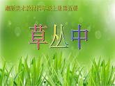 湘美版 四年級美術(shù)上冊 第5課 草叢中 課件（15張PPT）
