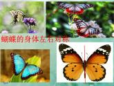 湘美版 四年級(jí)美術(shù)上冊(cè) 第14課 蝴蝶落我家 課件（24張PPT）