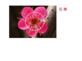 湘美版 四年級美術上冊 第6課 花兒朵朵 課件（14張PPT）