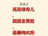 冀美版  美術(shù)一年級(jí)上冊(cè) 4、花兒朵朵 課件（29張PPT）