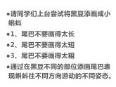 湘美版 二年級(jí)美術(shù)上冊(cè) 10.小蝌蚪 課件