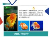 《池塘里的小金魚》課件PPT