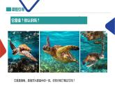 海龜課件PPT