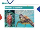 海龜課件PPT