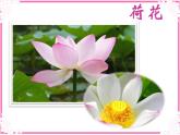 人教版小學美術一年級上冊《第11課花兒寄深情》PPT課件 (1)