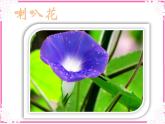 人教版小學美術一年級上冊《第11課花兒寄深情》PPT課件 (1)