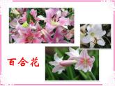 人教版小學美術一年級上冊《第11課花兒寄深情》PPT課件 (1)
