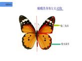 第14課 蝴蝶落我家（9）（課件）美術(shù)四年級(jí)上冊-湘美版