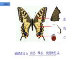 第14課 蝴蝶落我家（9）（課件）美術(shù)四年級(jí)上冊-湘美版