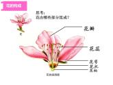 第6課 花兒朵朵（10）（課件）美術四年級上冊-湘美版