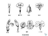 湘教小學美術四上《第6課花兒朵朵》PPT課件
