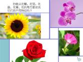 湘教小學美術四上《第6課花兒朵朵》PPT課件