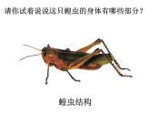 人美小學(xué)美術(shù)二上《第8課 擺花樣》PPT課件 (3)