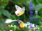 湘教小學(xué)美術(shù)四上《第14課蝴蝶落我家》PPT課件