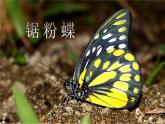 湘教小學(xué)美術(shù)四上《第14課蝴蝶落我家》PPT課件