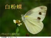 湘教小學(xué)美術(shù)四上《第14課蝴蝶落我家》PPT課件