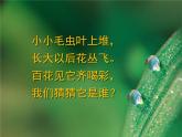 12、蝴蝶飛呀飛課件PPT