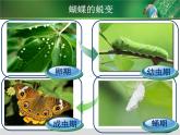 12、蝴蝶飛呀飛課件PPT