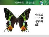 12、蝴蝶飛呀飛課件PPT