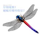 美術(shù)二年級上冊課件-9.蜻蜓飛飛2-人教版