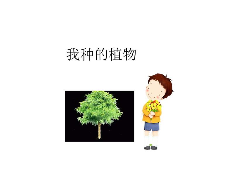 我种的植物PPT课件免费下载01