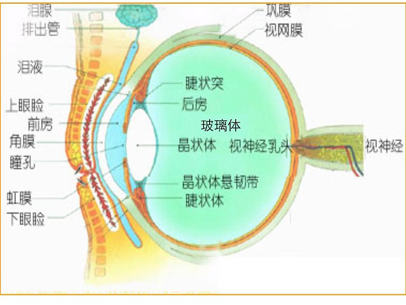 苏少版 二年级美术上册 9.亮眼睛 课件04