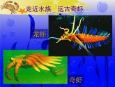 蘇少版 二年級(jí)美術(shù)上冊(cè) 14.蝦和蟹（二）課件