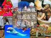 蘇少版 三年級(jí)美術(shù)上冊(cè) 13.我的動(dòng)物朋友 課件