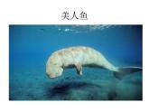 蘇少版 四年級(jí)美術(shù)上冊(cè) 6.海洋世界 課件