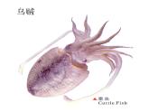 蘇少版 四年級(jí)美術(shù)上冊(cè) 6.海洋世界 課件