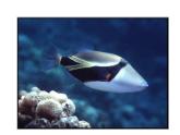 魚的紋樣PPT課件免費下載