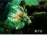 苏少版 四年级美术上册 8.做做海洋生物 课件