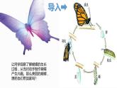 四年級(jí)美術(shù)上冊(cè)課件-14. 蝴蝶落我家2-湘美版