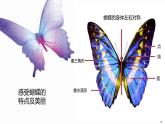 四年級(jí)美術(shù)上冊(cè)課件-14. 蝴蝶落我家2-湘美版