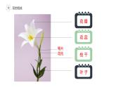 第10課 美麗的花（3）（課件）美術三年級上冊-人教版
