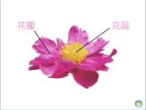 湘美版一年級美術(shù)上冊 21.鳥語花香（10）課件PPT