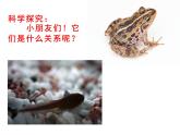10.小蝌蚪 （課件）美術(shù)二年級上冊-湘美版