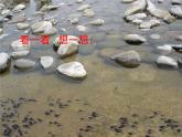 10.小蝌蚪 （課件）美術(shù)二年級上冊-湘美版
