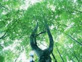人美版小學(xué)三年級(jí)美術(shù)下冊(cè)《第2課畫中的線條》課件