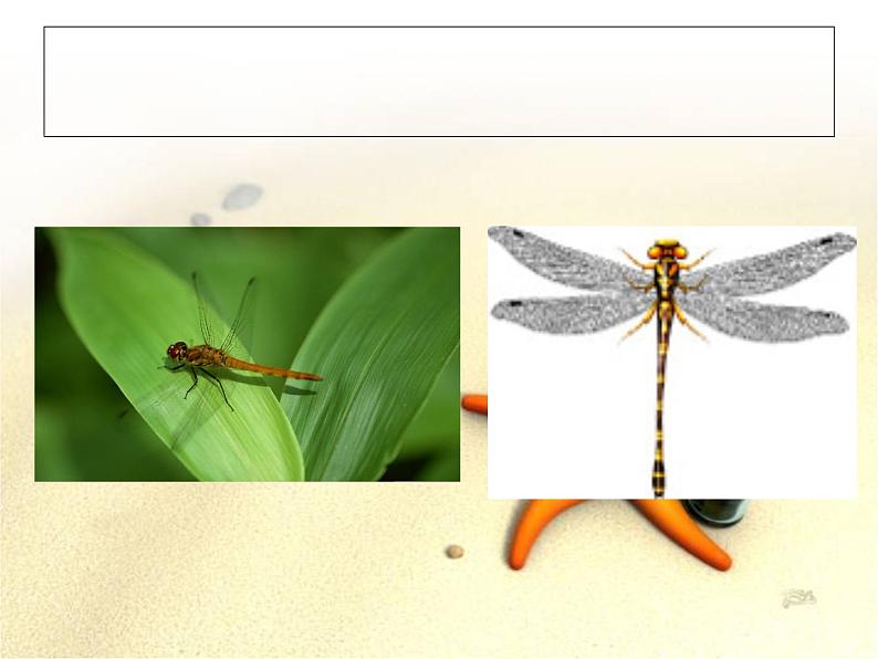 《巧救小昆虫》课件+素材03