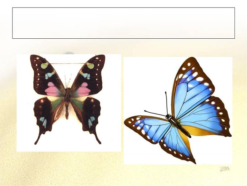 《巧救小昆虫》课件+素材05